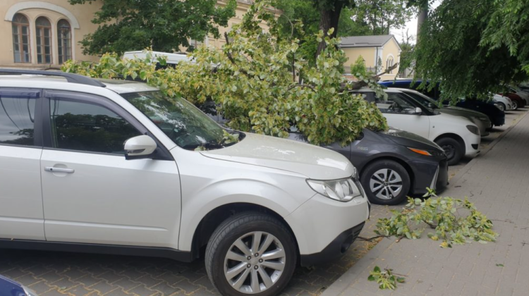 FOTO Vântul a făcut ravagii în Chișinău. Mai multe crengi au căzut peste mașinile parcate în curțile blocurilor