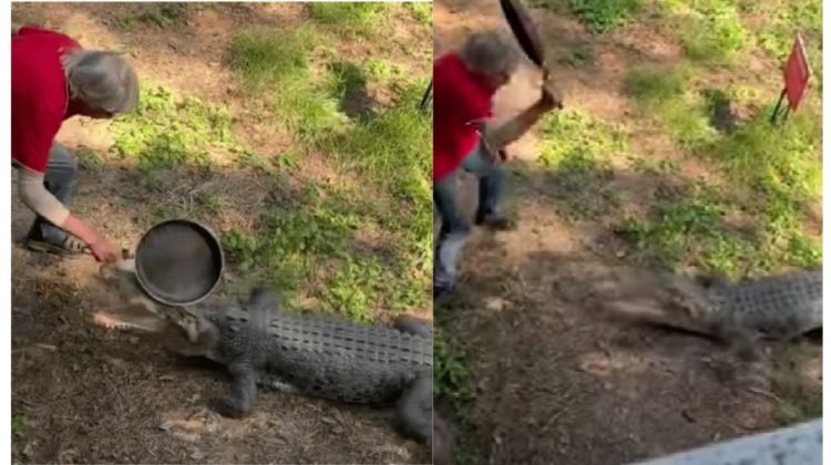 VIDEO Un bătrân din Australia și-a încercat puterile cu un crocodil. A reușit să îl alunge folosind doar o tigae