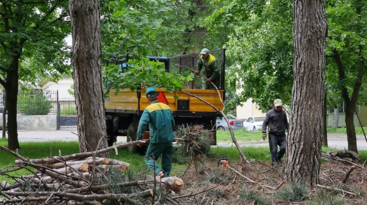 FOTO Mai puțin pericol!? În Capitală au loc lucrări de defrișare și curățare a arborilor