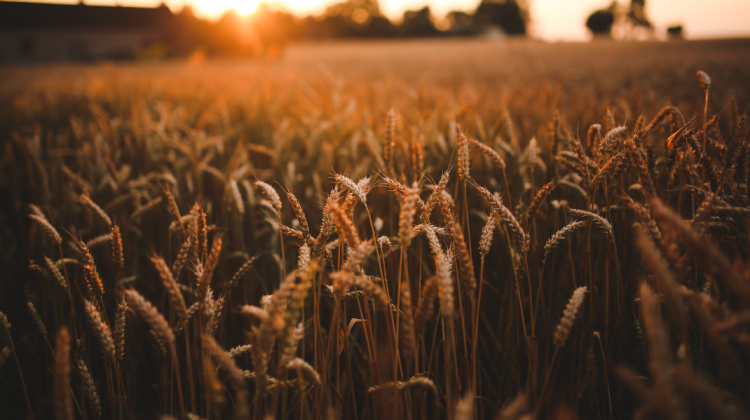 Până în anul 2032, Uniunea Europeană va deveni cel mai mare producător de grâu din lume