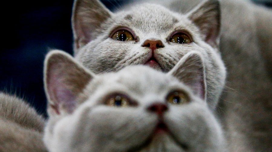 Extratereștrii sunt printre noi! Un institut din Polonia a inclus pisicile în categoria „speciilor străine invazive”