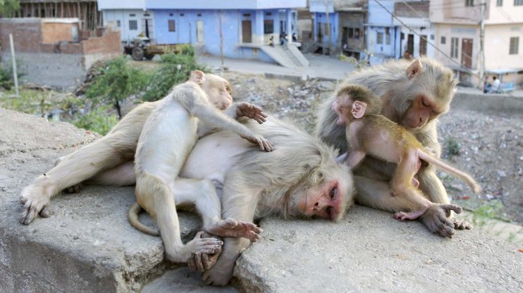 VIDEO Un oraș din Japonia este terorizat de maimuțele sălbatice. Animalele atacă de la mic la mare