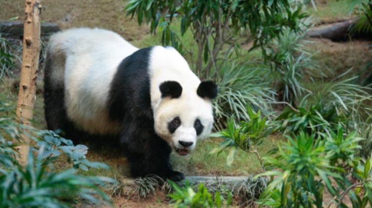 Doliu la un zoo din Hong Kong! A murit An An, cel mai bătrân mascul panda din lume