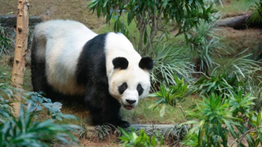 Doliu la un zoo din Hong Kong! A murit An An, cel mai bătrân mascul panda din lume
