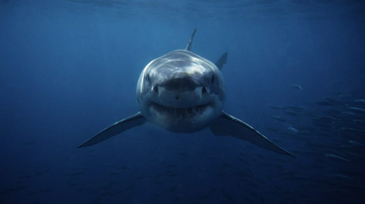 Concluzie terifiantă! Cele două turiste din Egipt au fost ucise de același rechin