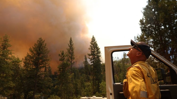 FOTO Cei mai înalți copaci din lume sunt în pericol să fie înghițiți de un uriaș incendiu