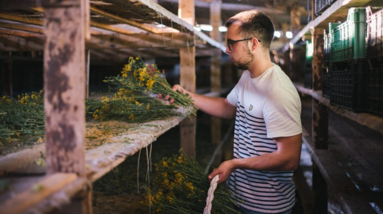VIDEO Un tânăr de 22 de ani a lansat o afacere cu plante medicinale. Produce ceaiuri și suplimente alimentare