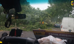 FOTO, VIDEO Haos și copaci doborâți pe traseul Briceni – Edineț. Cel puțin două automobile au fost avariate