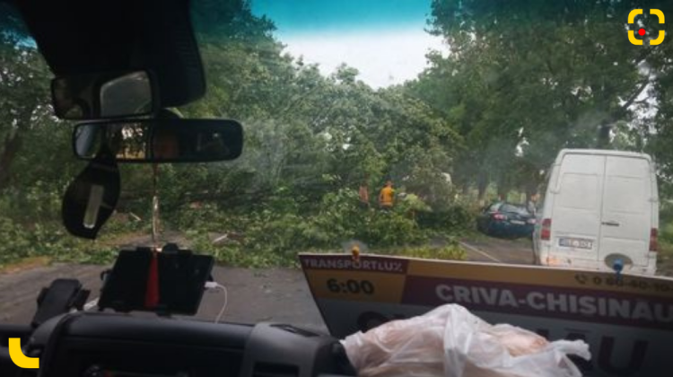 FOTO Haos și copaci doborâți pe traseul Briceni – Edineț. Cel puțin două automobile au fost avariate