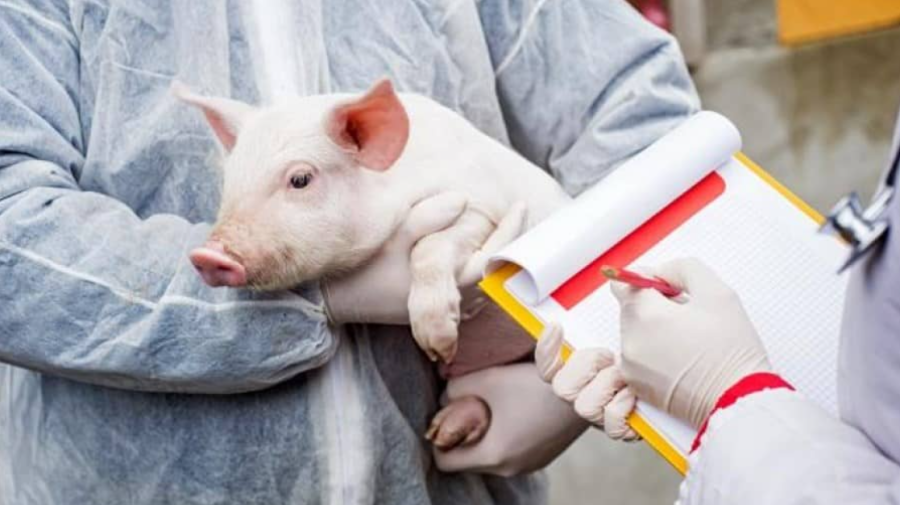 Sute de porci domestici – nimiciți din cauza pestei porcine, în 2022. Câte cazuri au fost înregistrate în Moldova