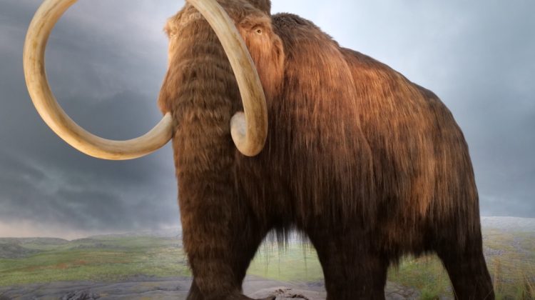 VIDEO Nu e poveste! Pui de mamut bine păstrat, găsit de câțiva muncitori. Ar fi murit cu zeci de mii de ani în urmă