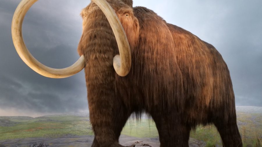 VIDEO Nu e poveste! Pui de mamut bine păstrat, găsit de câțiva muncitori. Ar fi murit cu zeci de mii de ani în urmă
