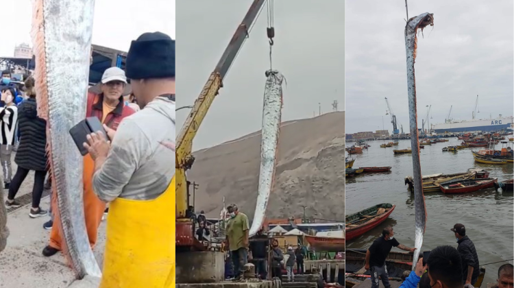 VIDEO impresionant din Chile. Pescarii au prins un pește de peste 5 metri lungime
