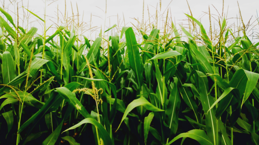 VIDEO Culturile de grâu și porumb, compromise în nordul țării. Prognozele agricultorilor