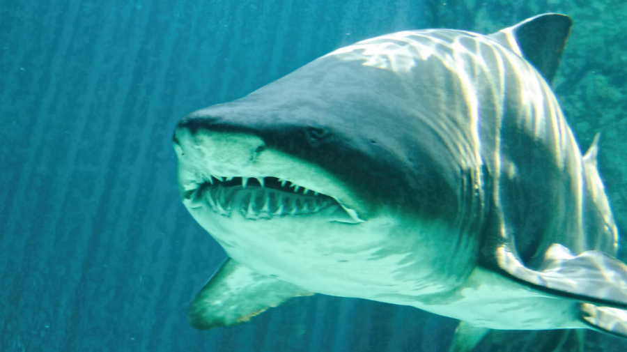 Un nou atac de rechin: Familia privea neputincioasă cum o turistă este sfâșiată