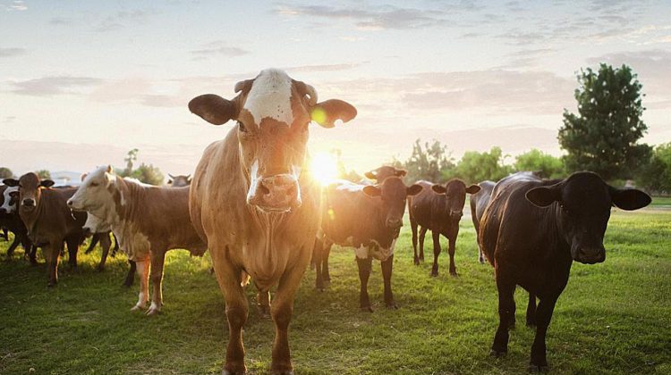 Microplastic găsit în carnea și laptele animalelor crescute la fermă, inclusiv în cele vândute la magazin