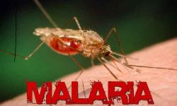 Ziua mondială de combatere a malariei, marcată la 25 aprilie. Cum se poate manifesta boala