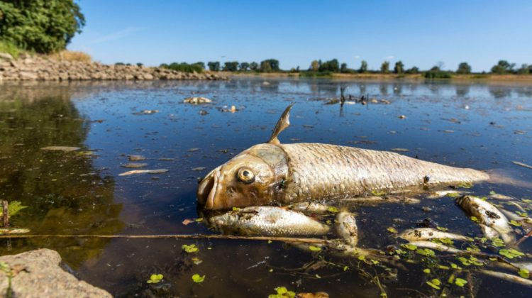 GALERIE FOTO Un râu din Europa, infectat cu substanțe toxice necunoscute. Mii de tone de pește au murit