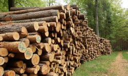 Nu vom muri de frig… dacă facem focul cu lemne! Statul va compensa cheltuielile de aprovizionare