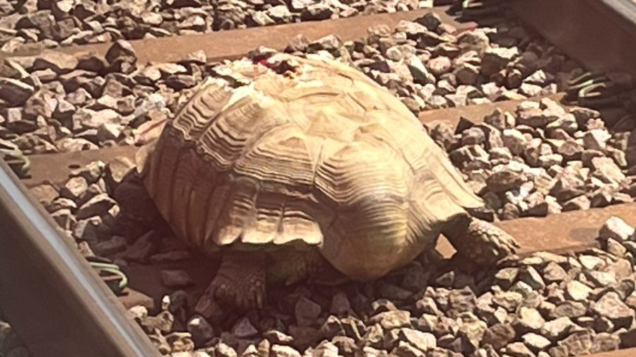Gest demn de admirație! Circulația trenurilor în Marea Britanie a fost sistată pentru a salva o broască țestoasă rănită