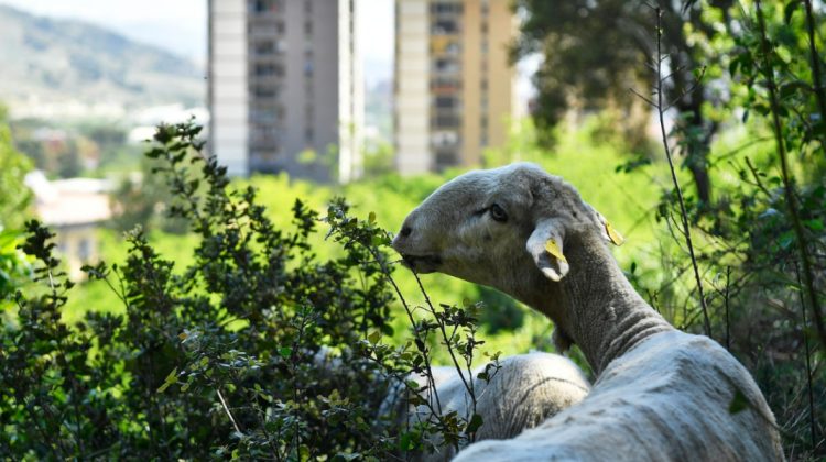 FOTO Înapoi la origini! Sute de oi și capre îi apără pe locuitorii Barcelonei de incendiile de vegetație