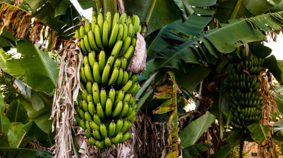 FOTO N-o să-ți vină să crezi! Românii plantează în curți banani, în loc de meri și pruni