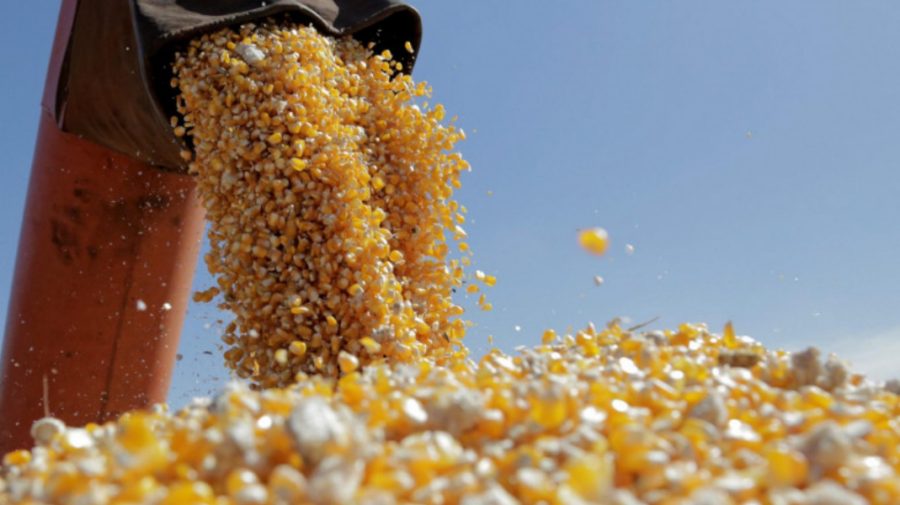 Grâul şi porumbul – mai ieftine! Impactul plecării primei nave încărcate cu cereale din Ucraina