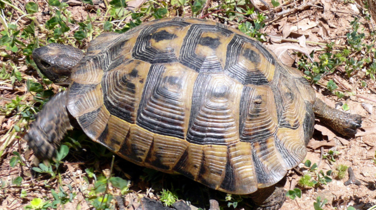 FOTO Au plecat acasă cu o broască țestoasă de la grădină Zoologică din Capitală. Unde au ascuns reptila