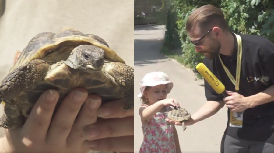 VIDEO Ora de LIVE cu TRAIAN: Aventurile țestoasei Natașa „luată cu împrumut” de la Grădina Zoologică