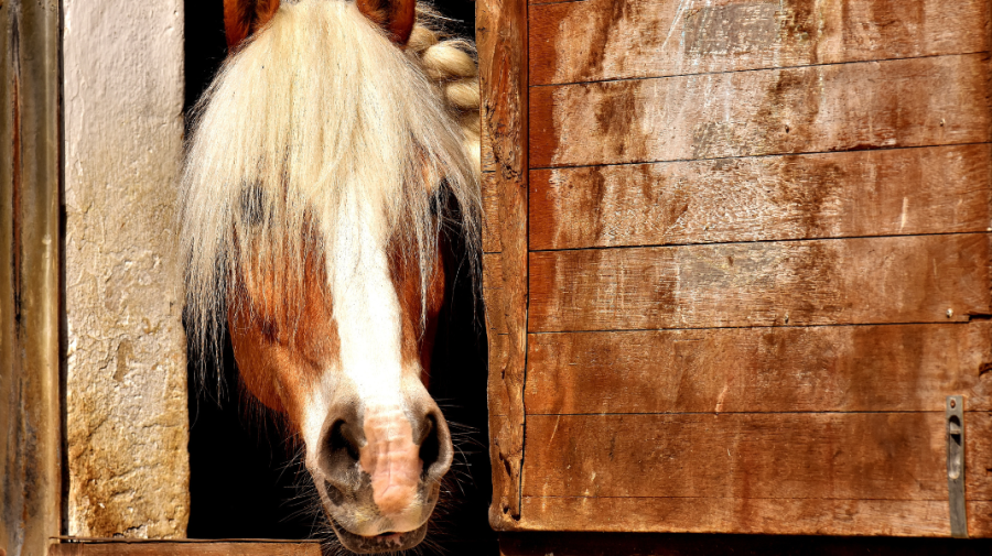 De râs și de plâns! S-a furat un cal din Florești, iar poliția caută suspectul