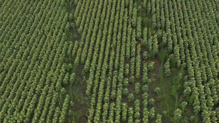 FOTO O plantație de marijuana a fost „ascunsă” într-un câmp de floarea soarelui din Ucraina