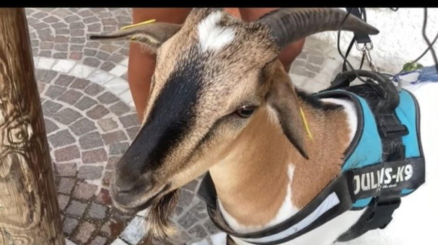 VIDEO A plecat în vacanţă alături de capra sa. Nu își poate imagina concediu fără animalul de companie