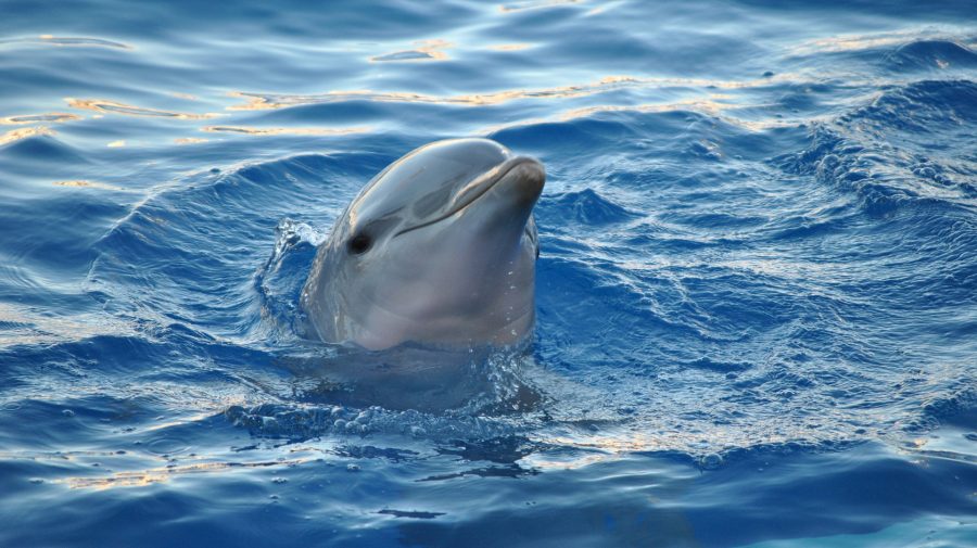 Ecologiștii sunt îngrijorați: Sute de delfin au eșuat pe plajele franceze în ultimele luni