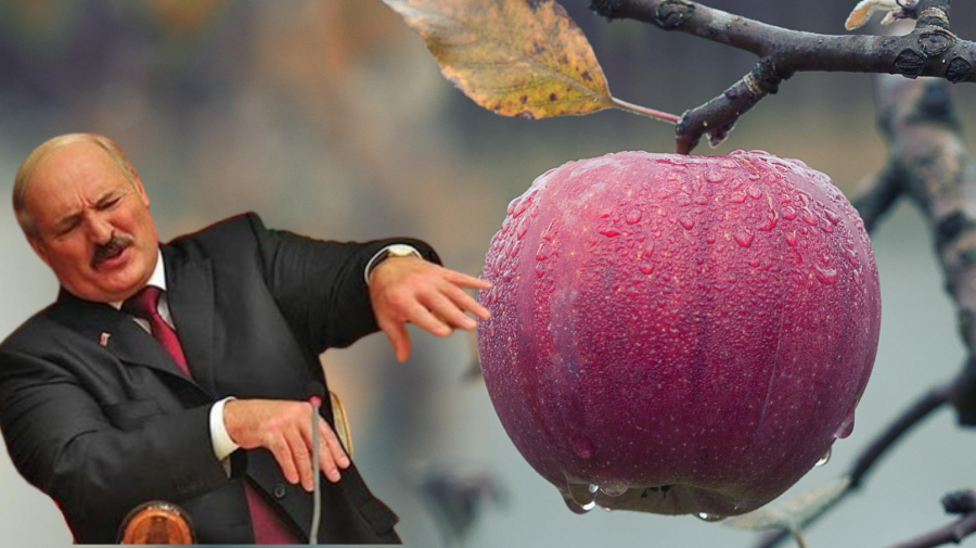 RUPOR.MD VIDEO Lukașenko spune NU merelor din Moldova. Fructele pe care le vrea pe masă