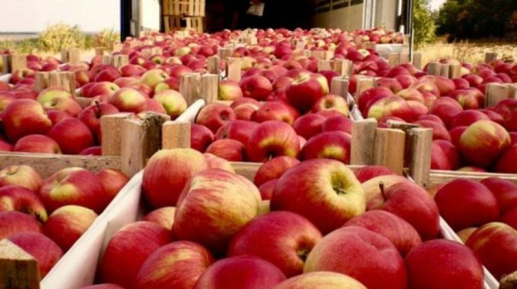 Recolta de mere din țară, compromisă! Prognoza Asociației „Moldova Fruct”