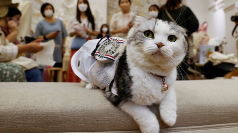 FOTO Un producător japonez a creat ventilatoare portabile pentru a ajuta câinii şi pisicile pe timp de vară