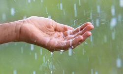 Va salva ploaia din august culturile agricole? Răspunsul specialiștilor în științe agricole