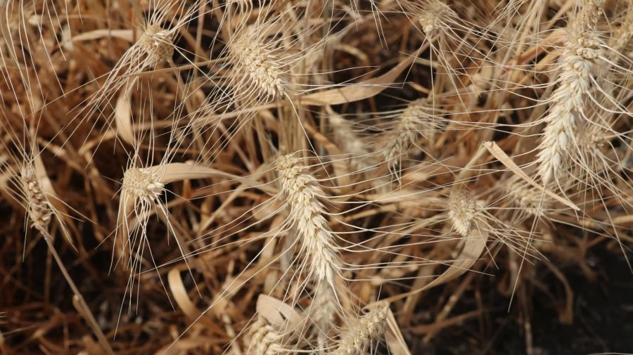 FOTO Recoltă-record de grâu pe timp de secetă! Câte tone de grâu au fost recoltate la hectar
