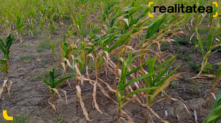 FOTO, VIDEO Culturile agricole din sudul țării, „înghițite” de secetă! Cum arată câmpurile cu porumb