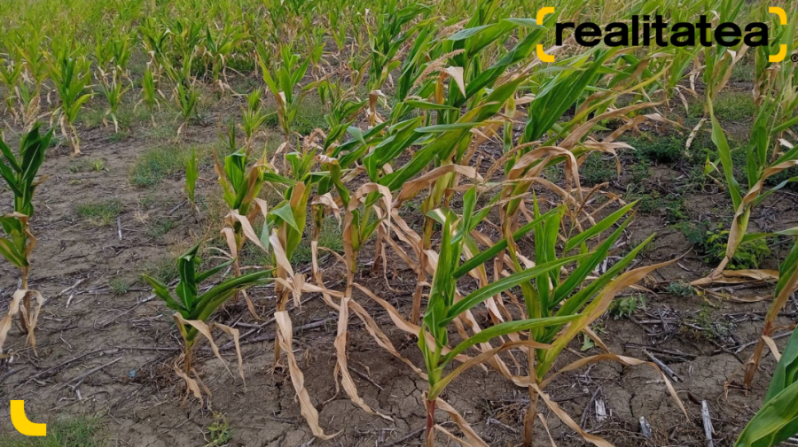 FOTO, VIDEO Culturile agricole din sudul țării, „înghițite” de secetă! Cum arată câmpurile cu porumb