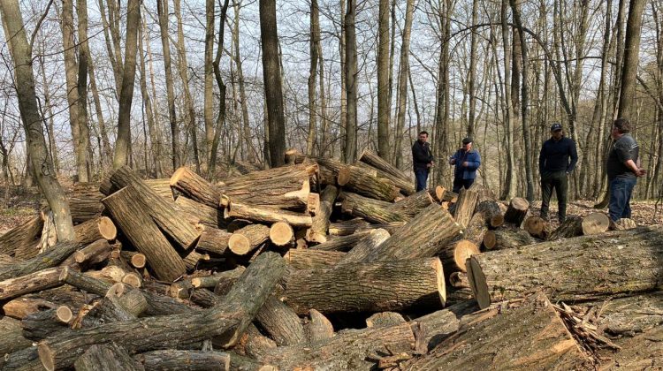 Ministerul Mediului: Prețul lemnului pentru încălzire va crește în continuare