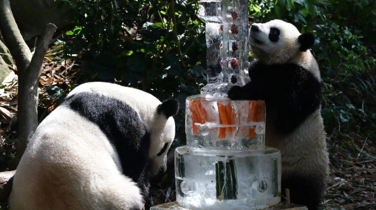 FOTO adorabile cu un pui de panda uriaș din Singapore. Și-a sărbătorit ziua de naștere cu mult fast