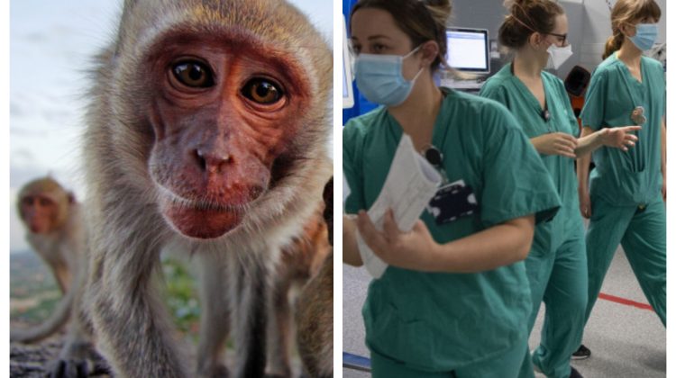 OMS raportează două noi decese cauzate de infecția cu variola maimuţei. În ce ţară au fost înregistrate