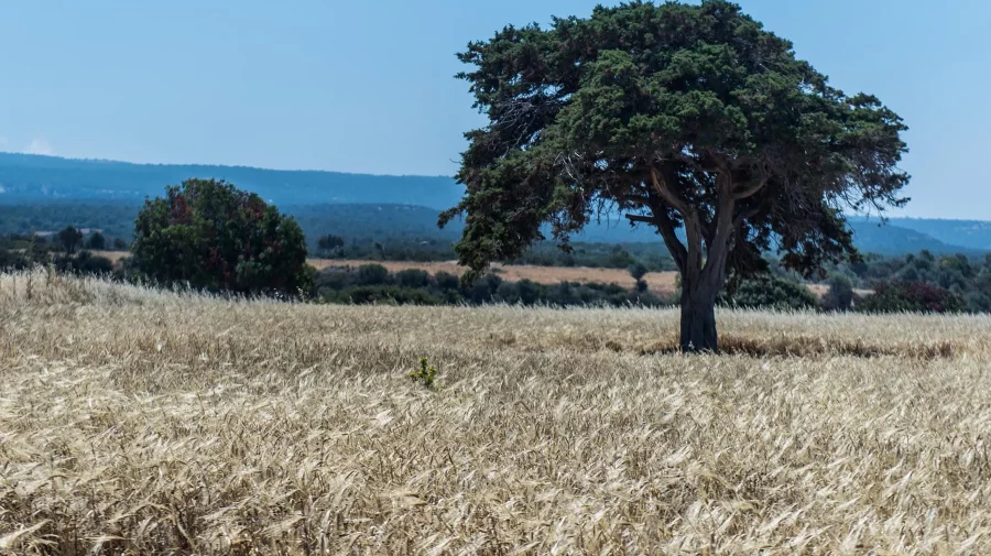 Cel mai singuratic copac din lume ar putea oferi noi informații despre climă