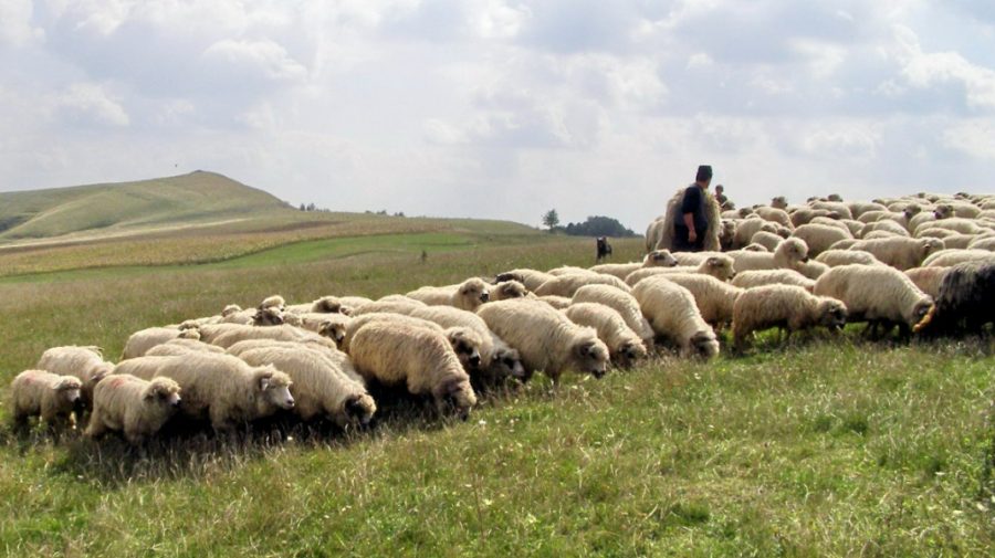 Miorița de la Soroca: Un cioban a fost înjunghiat de camaradul său de pahar