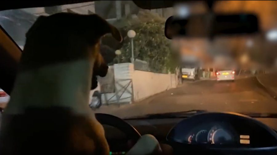 VIDEO Pericol pe patru lăbuțe! Un șofer din Israel a fost arestat, după ce și-a urcat câinele la volan