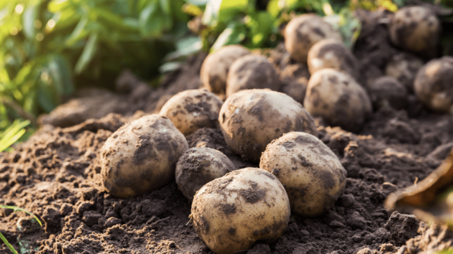 VIDEO „Patria cartofului” – puternic afectată de secetă. O treime din recoltă va putrezi pe câmpurile din Briceni