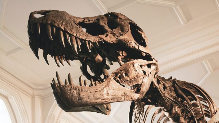 Oamenii de știință au descoperit în Zimbabwe cel mai vechi dinozaur. Are peste 230 de milioane de ani