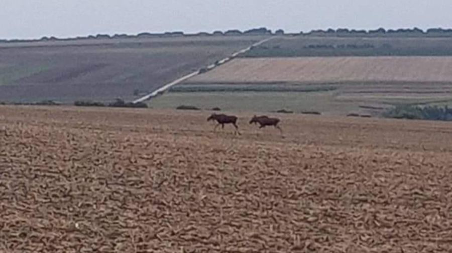 FOTO, VIDEO O pereche de elani a fost surprinsă la Drochia. De unde au venit aceștia