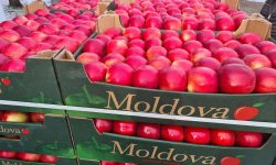 Agricultorii și comercianții vor depozita de două ori mai puține mere în acest sezon